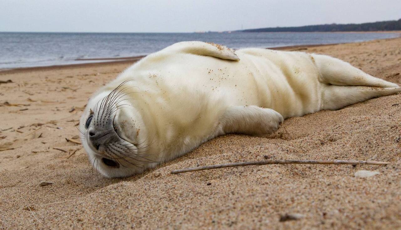 На Курземском побережье найден первый в этом году детеныш тюленя