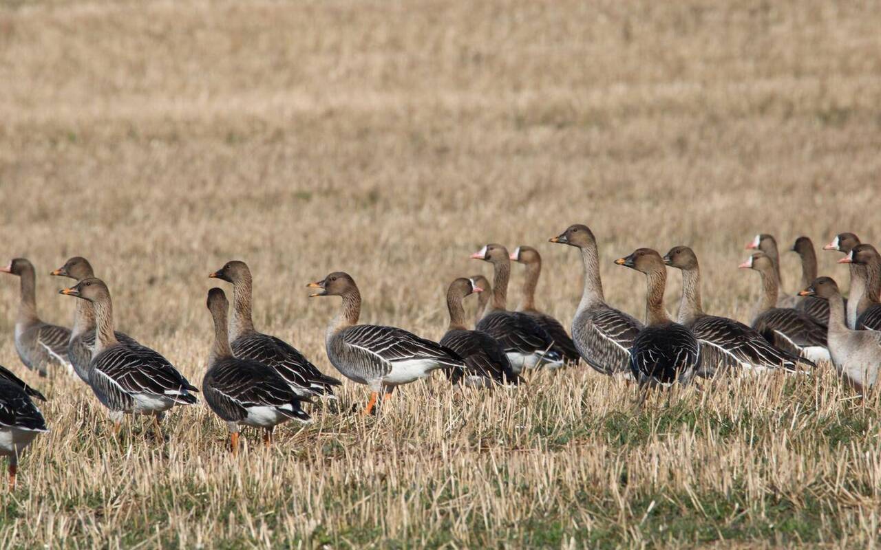 Латвийские фермеры предлагают отстреливать перелетных гусей, чтобы защитить свои поля