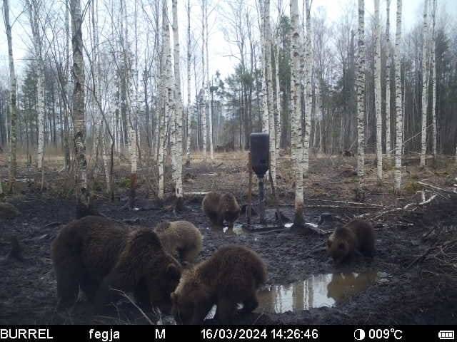 Проснувшиеся медведи начали активно искать пропитание (видео)