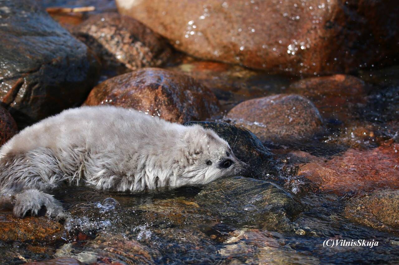 На Курземском побережье замечен редкий гость - малыш кольчатого тюленя