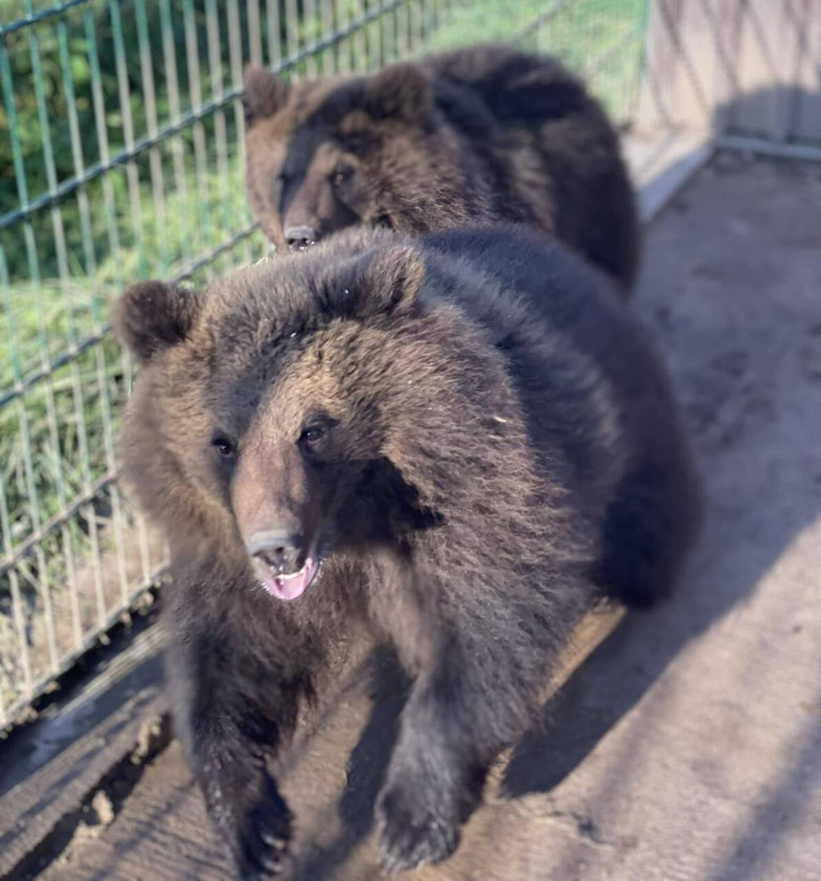 Raptors Park просит помочь построить новый дом для медвежат
