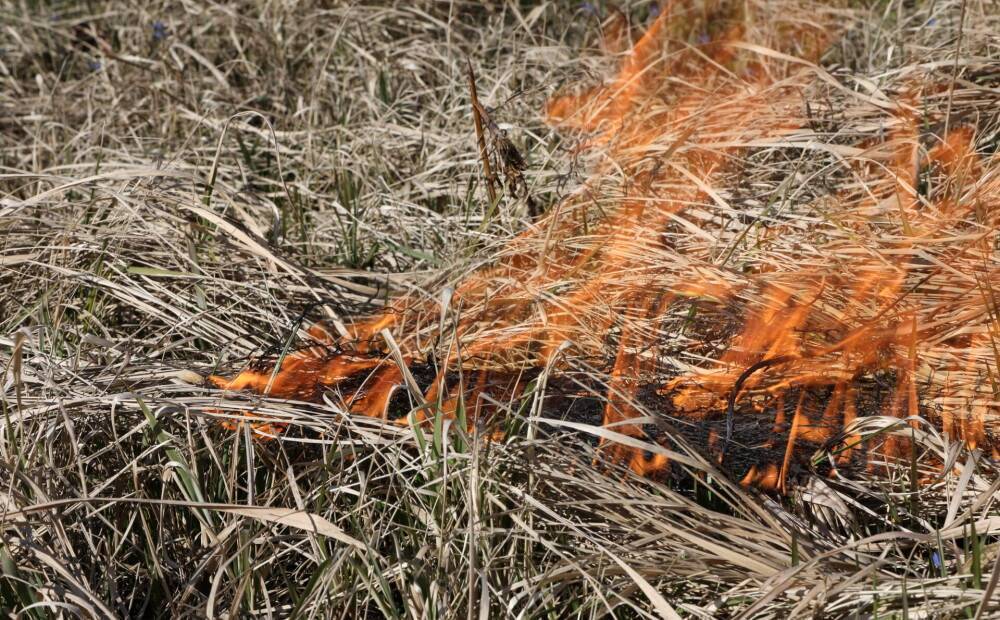 Пал травы на ул. Маза Дамбья: выгорело 8 гектаров