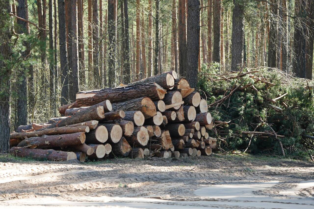 До конца июня в населенных пунктах Латвии запрещено вырубать деревья