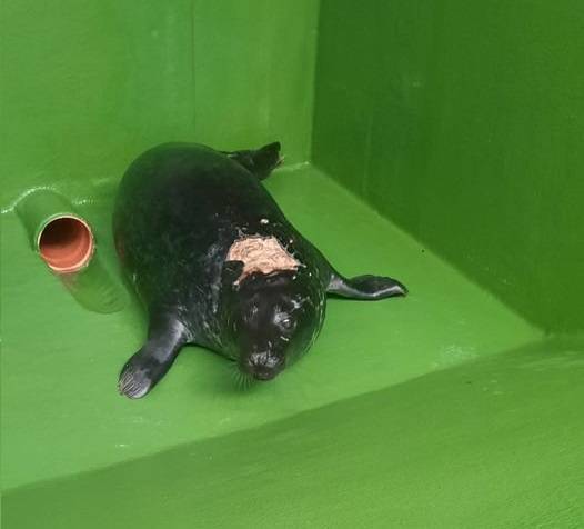 На пирсе Мангальсалы был спасен малыш-тюлененок (видео)