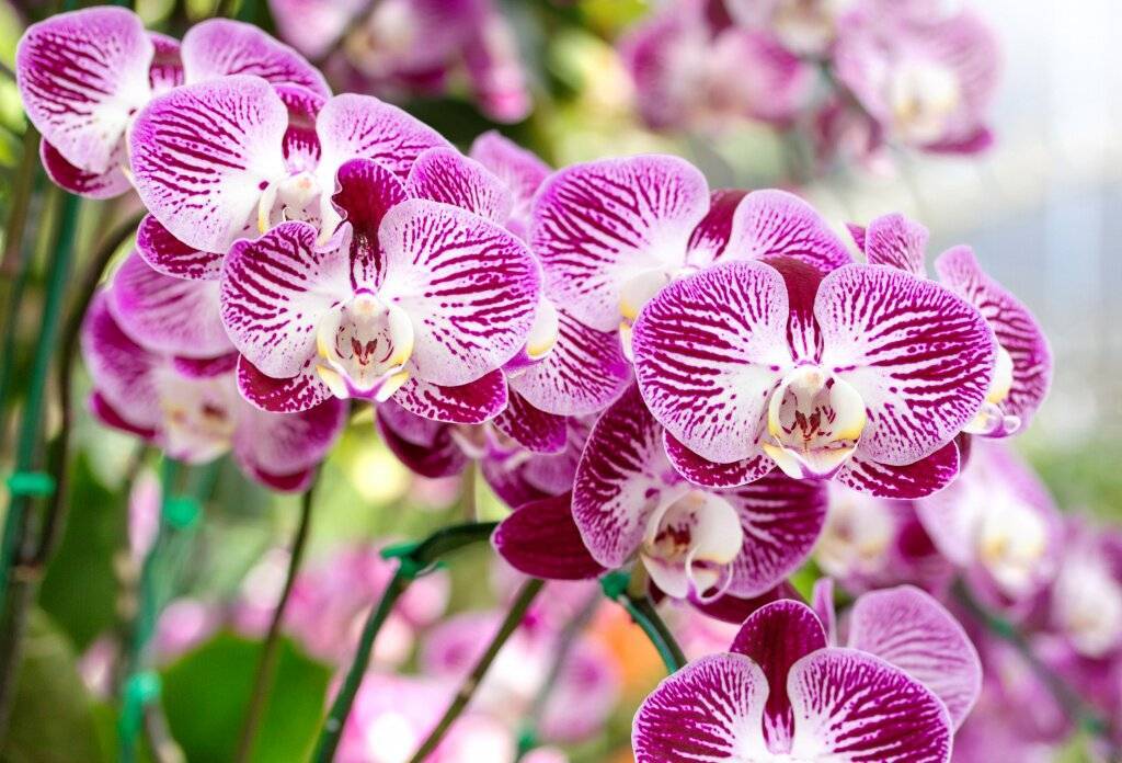 Один легкий трюк и расцветут даже те орхидеи, которые не цвели годами