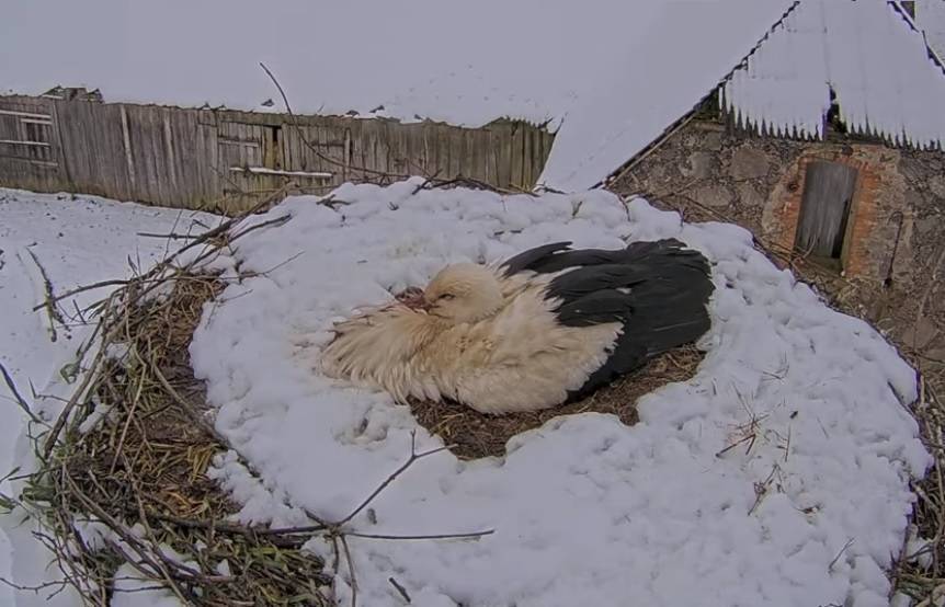 Аисты и орланы в Латвии высиживают яйца на холоде, под снегом и ветром