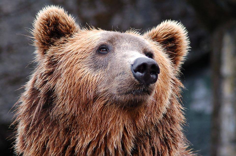 В лесах Латвии увеличилось поголовье медведей