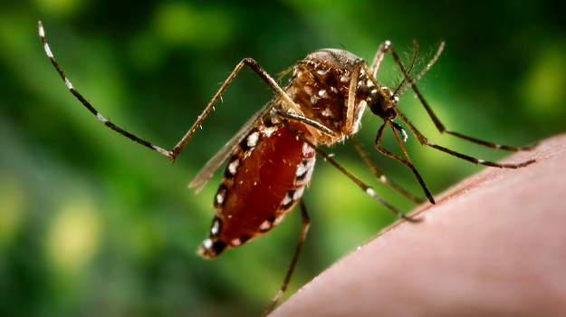 В Латвии с 2019 года зарегистрировано 34 случая лихорадки денге; в этом году — уже четыре