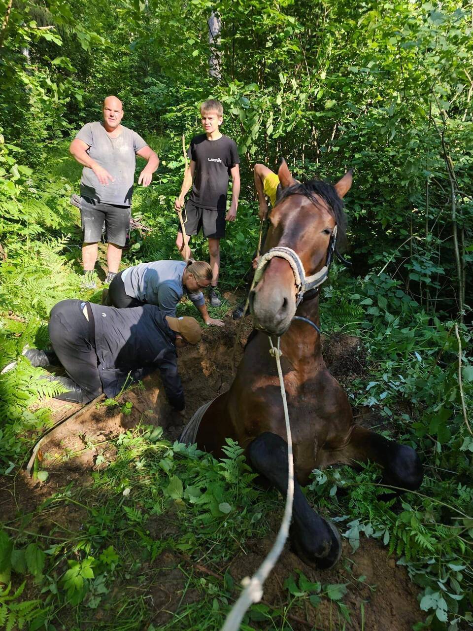 В Краславском крае сотрудники ГПСС вытащили коня из ямы (фото)