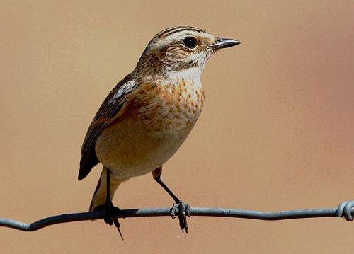 Угроза биоразнообразию: сельское хозяйство ЕС сокращает популяции полевых птиц