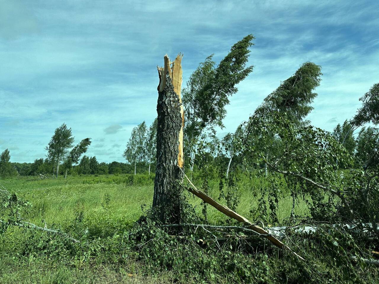 Есть вопрос: обследуются ли аварийные деревья после урагана?