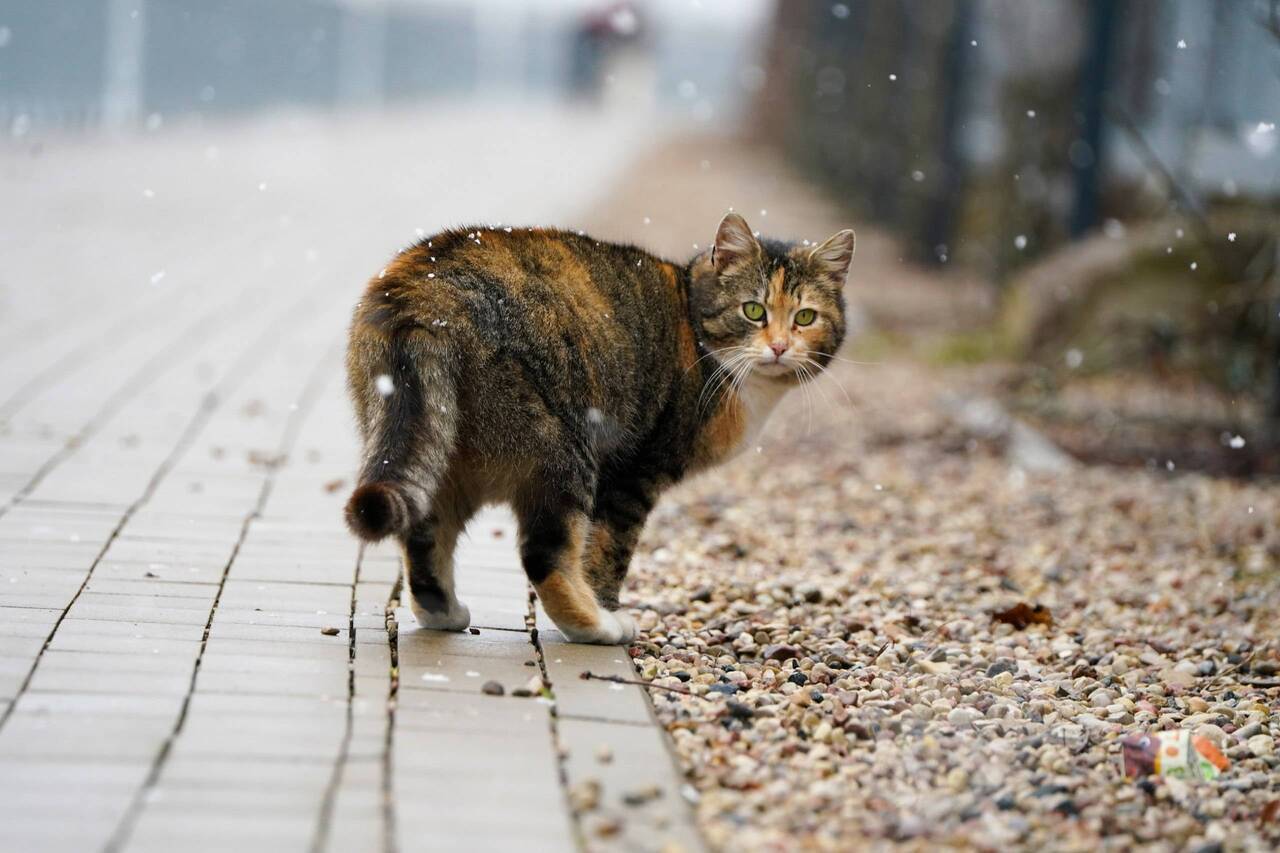 В Аугшдаугавском крае будут контролировать численность бездомных кошек