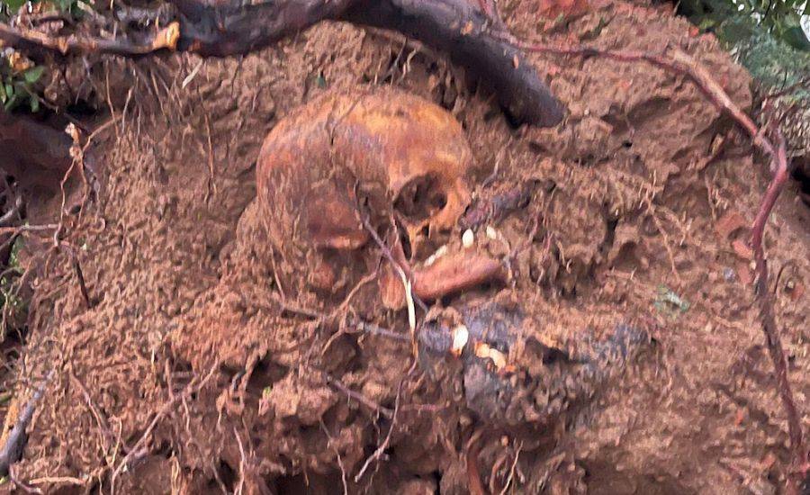 Под сломанным во время бури деревом в Бауске найдены человеческие черепа