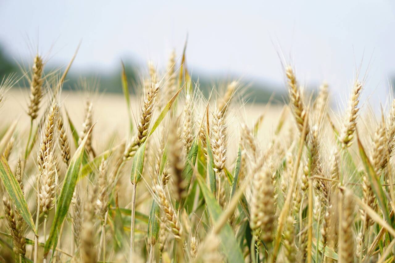 Сезон уборки зерновых в Латвии в этом году начался необычно рано