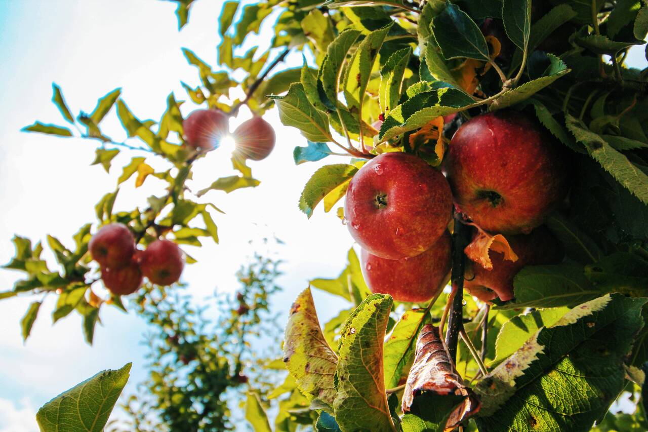 В Латвии выявлено очень опасное заболевание плодовых деревьев - заразиться могут яблони и груши