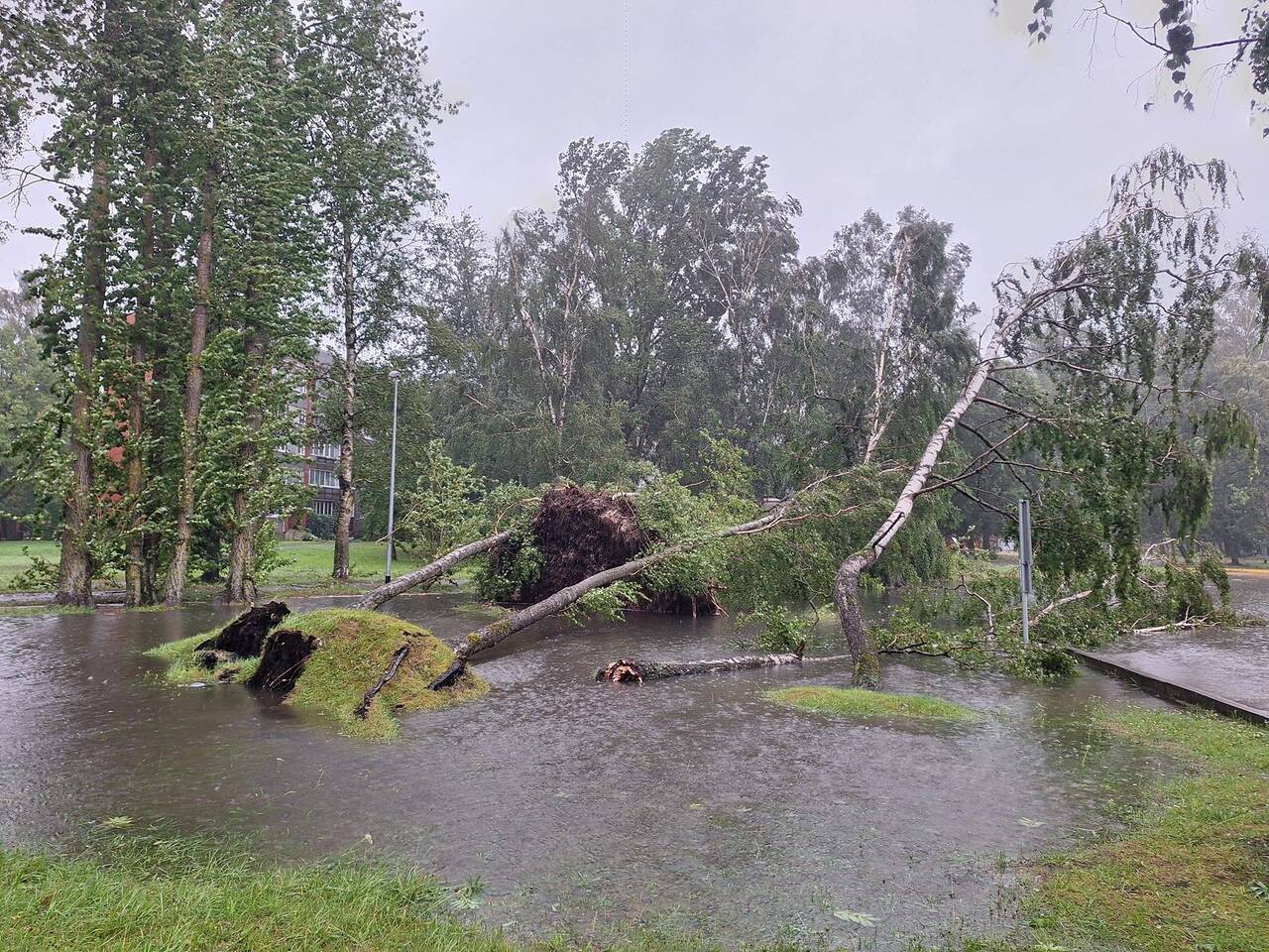 Без пострадавших не обошлось: несколько человек в Риге задавило деревьями