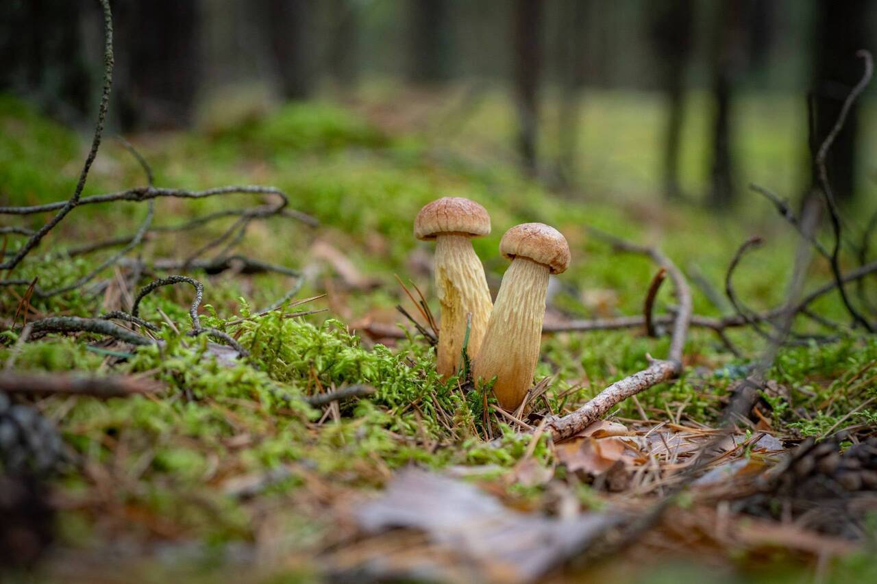 В этом году латвийцев ждет щедрый грибной сезон: советы от микологов