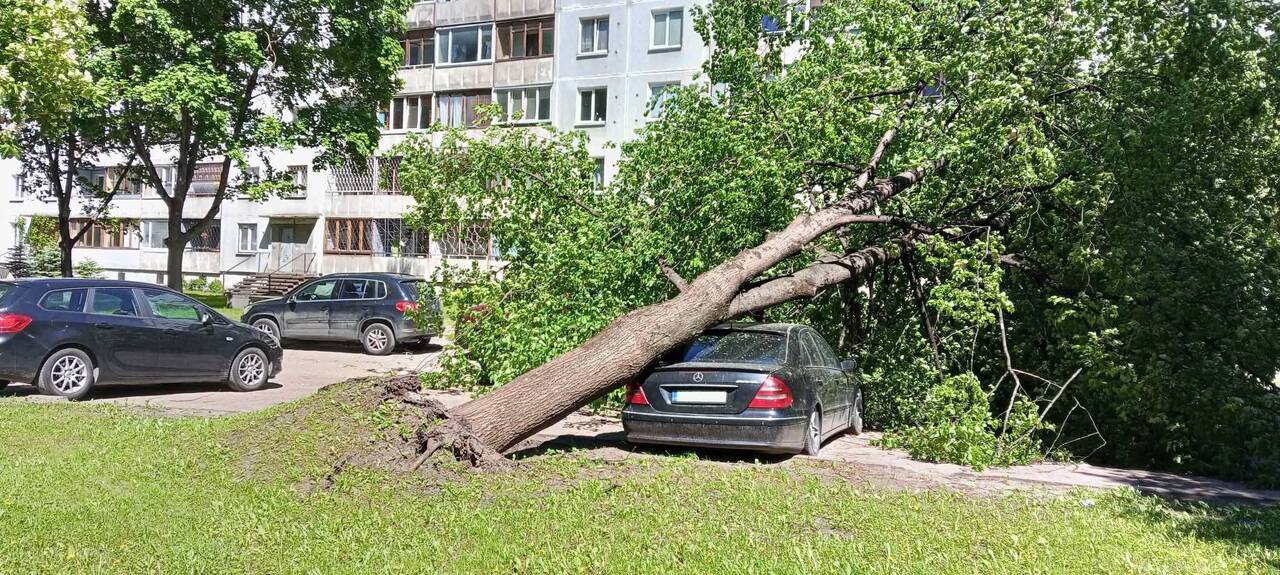 Дерево упало на автомобиль в Иманте