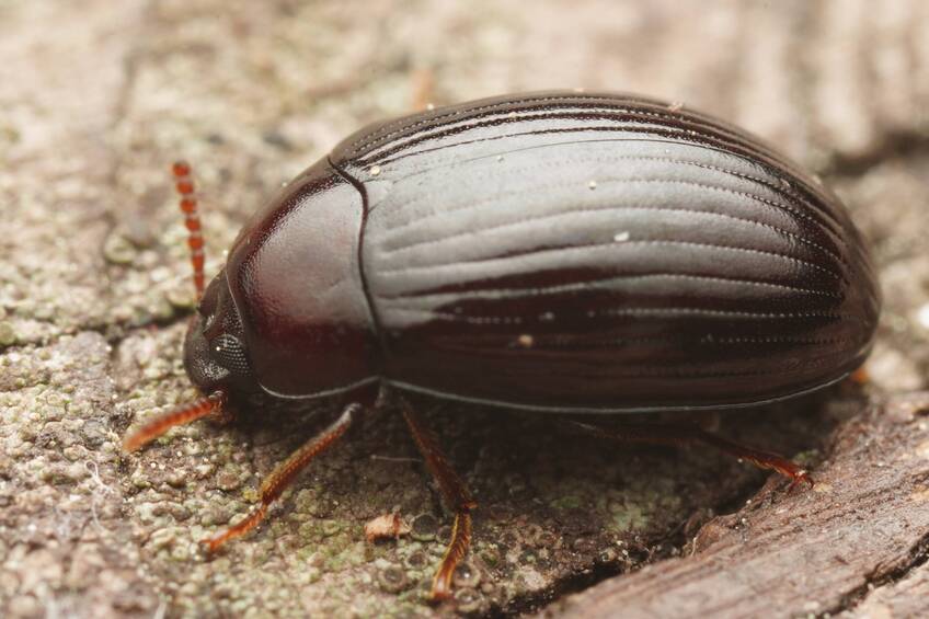 Platydema dejeanii, фото - Александр Балодис