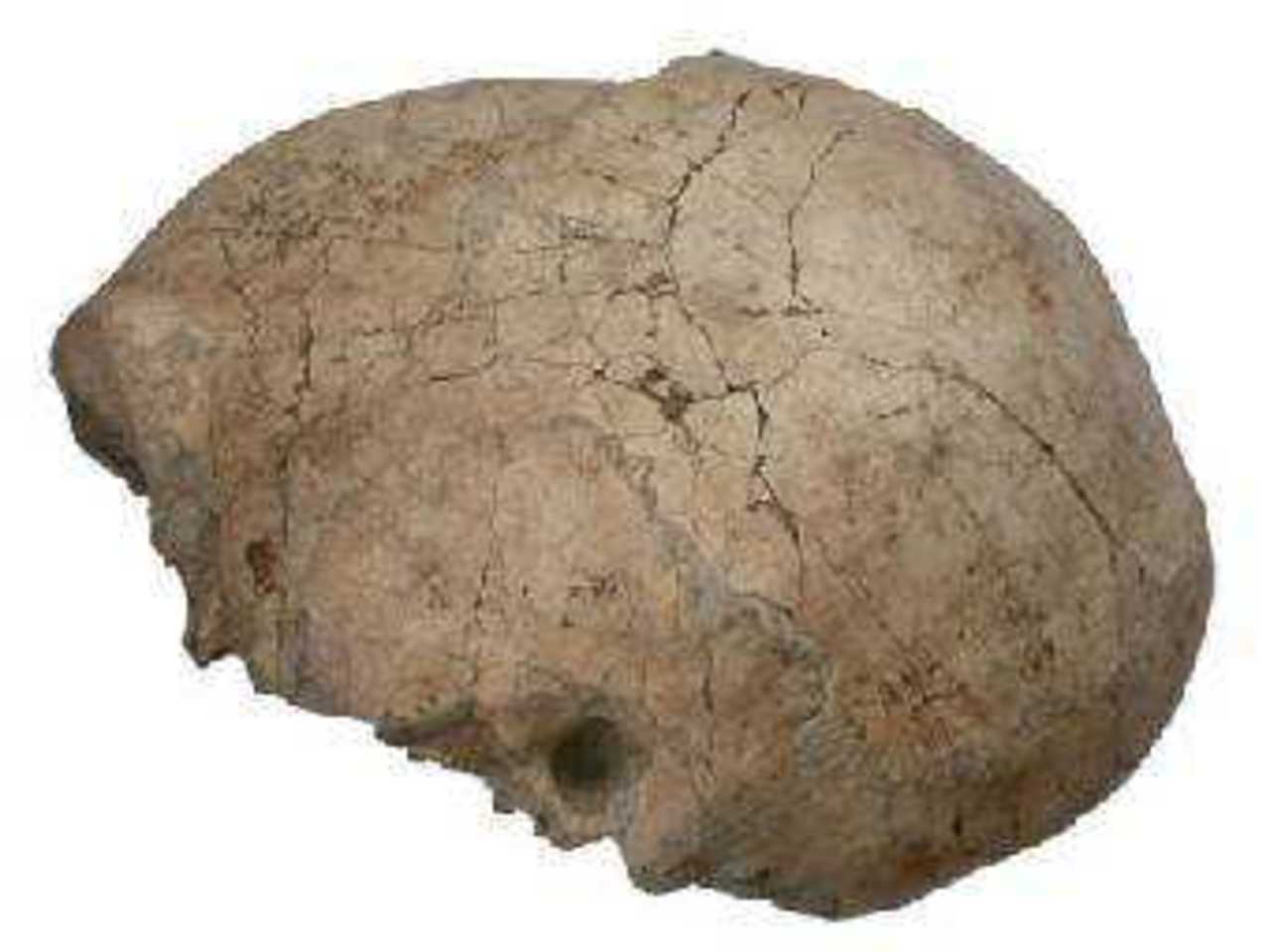 Найденный в Кении череп Homo erectus. Фото с сайта исследовательского проекта "Куби Фора".