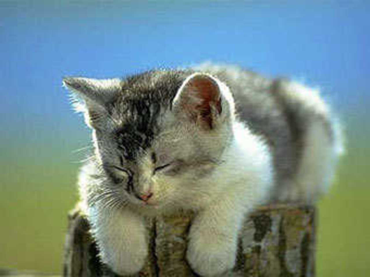 Фото с сайта www.thekittenpages.com