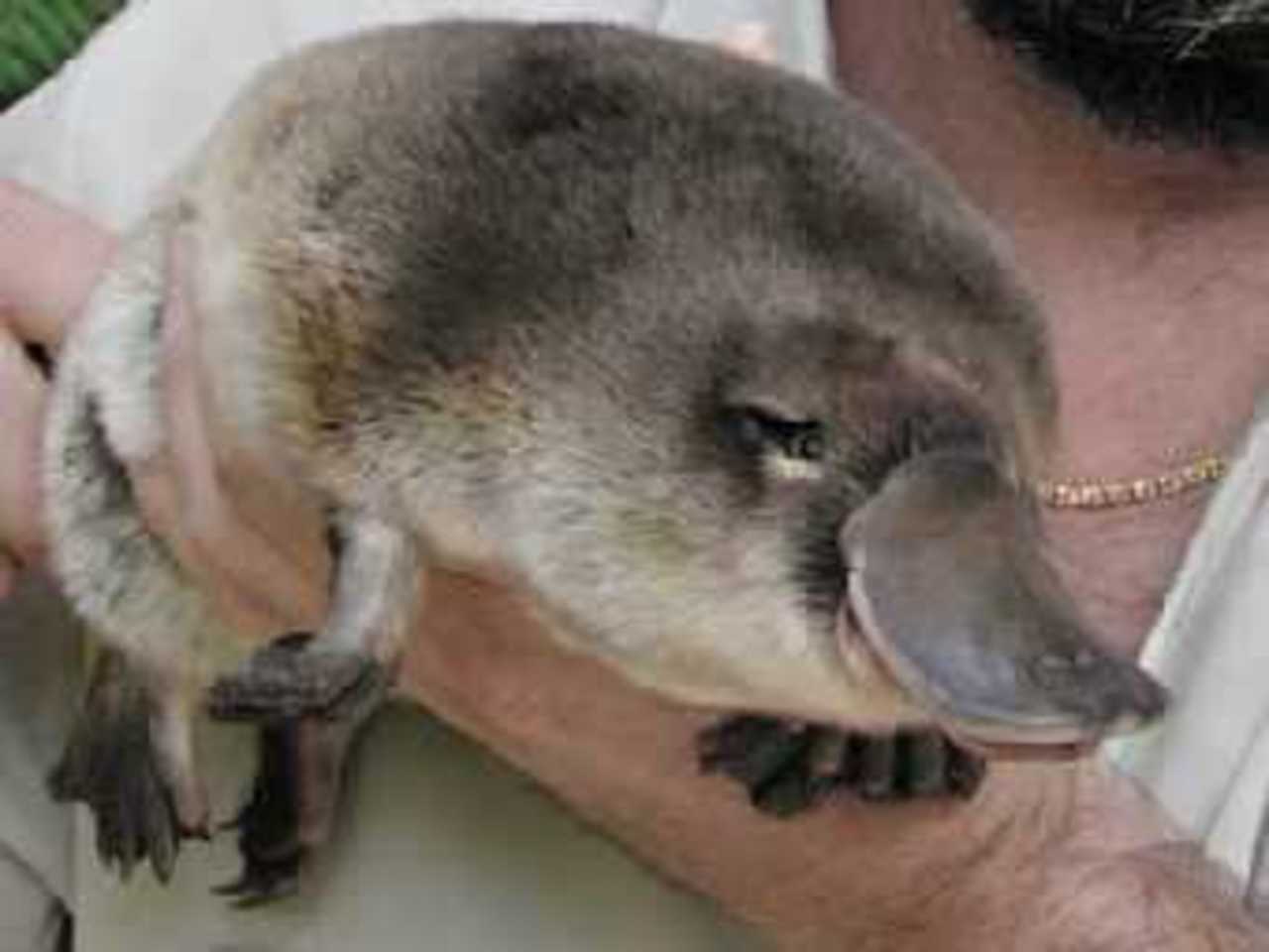 Утконос. Фото с сайта zoo.org.au.
