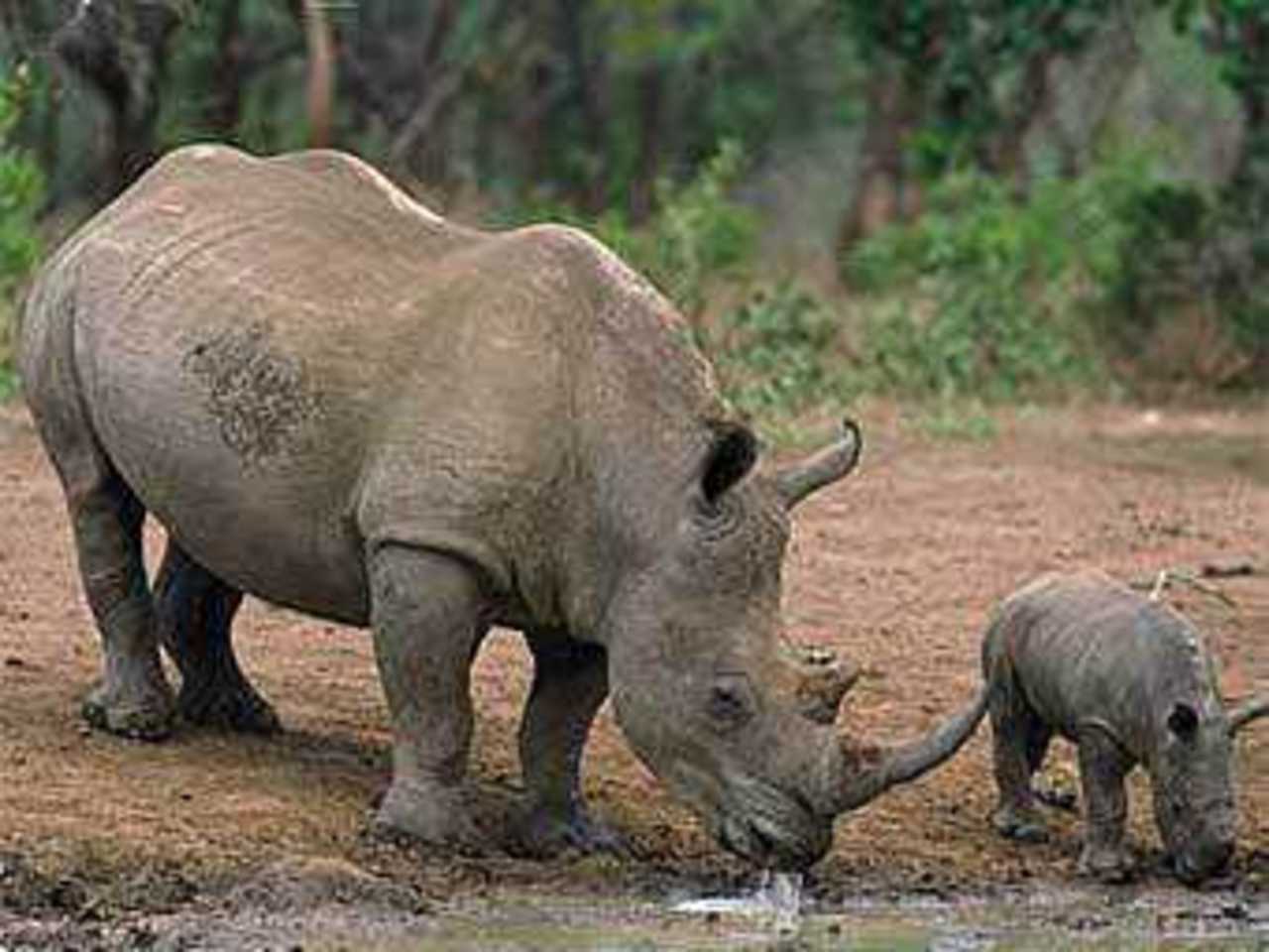 Фото с сайта: www.south-africa-tours-and-travel.com