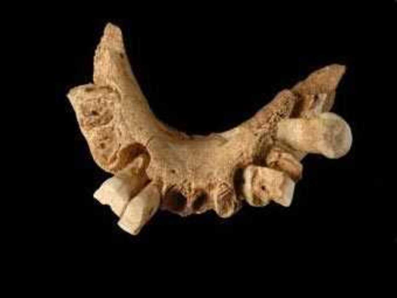 Найденная челюсть Homo antecessor. Фото с сайта nature.com