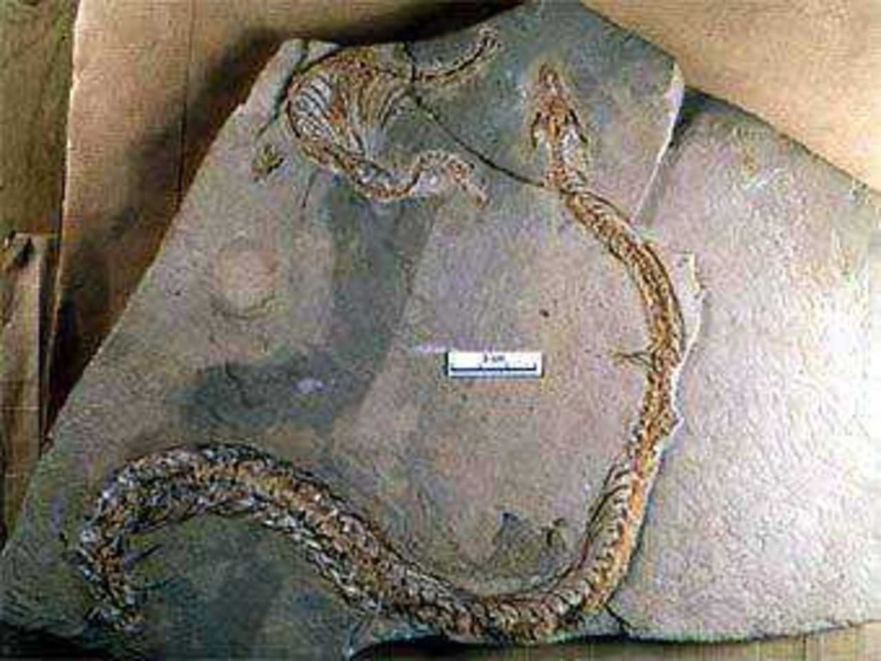 Плита со скелетом E. descouensi. Фото с сайта paleopolis.rediris.es