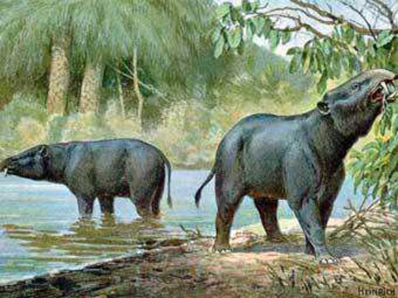 Moeritherium. Иллюстрация Heinrich Harder с сайта wikipedia.org