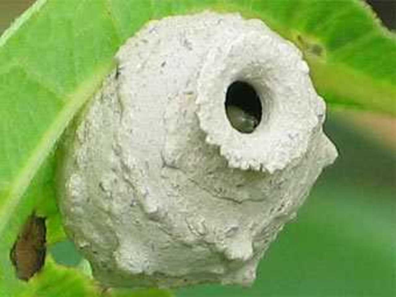 Гнездо-"горшочек" пилюльной осы. Фото с сайта bugguide.net
