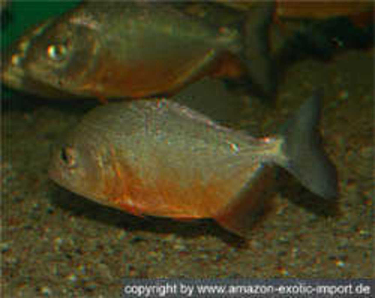 Фото с www.amazon-exotic-import.de