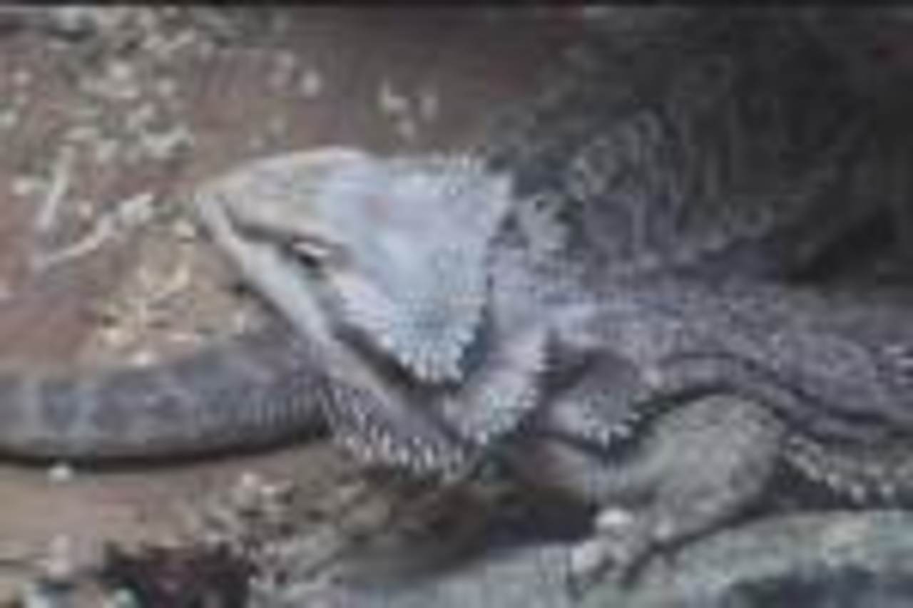 Pogona vitticeps
