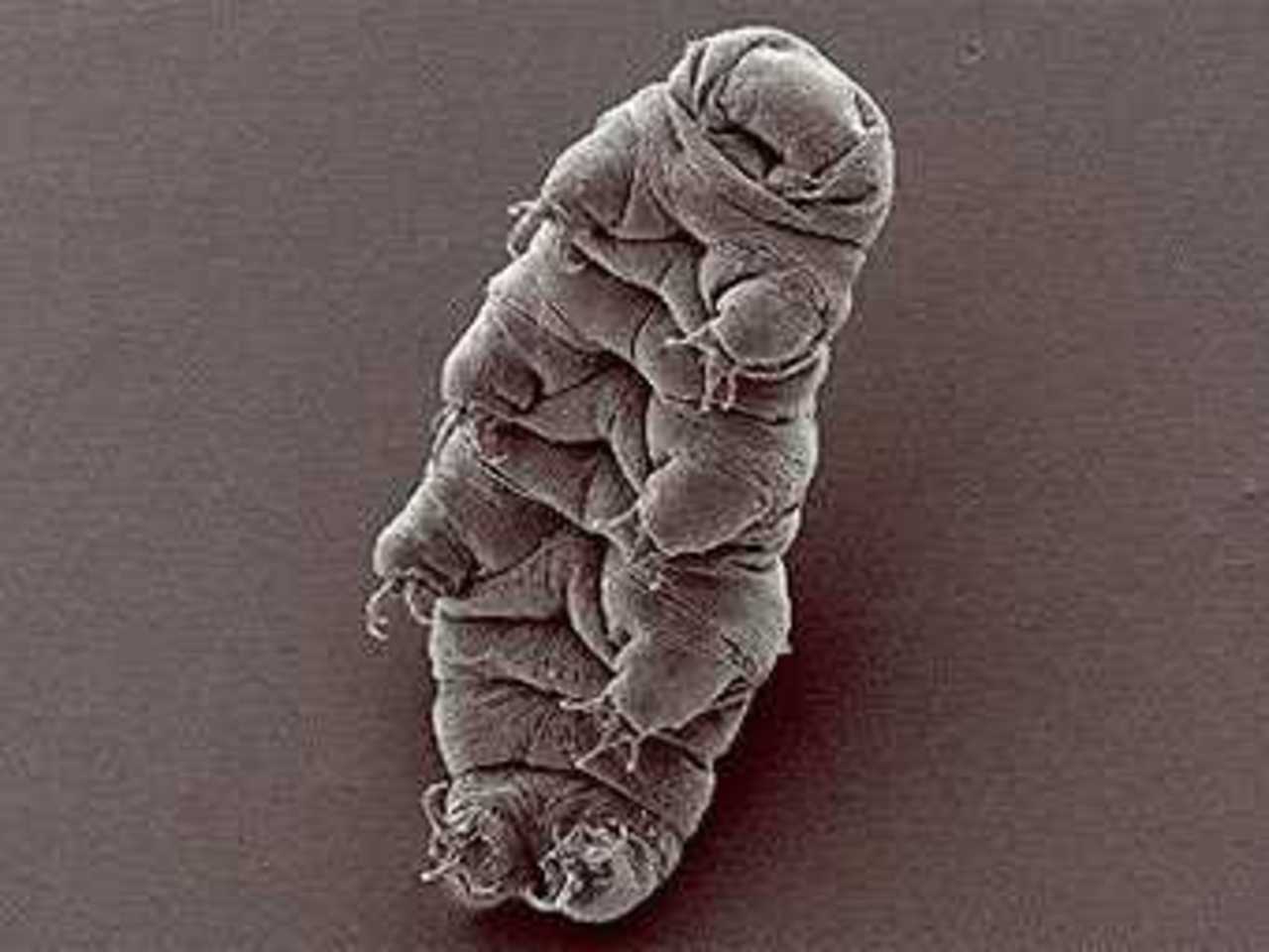 Тихохожка Hypsibius dujardini. Фото пользователя Rpgch с сайта wikipedia.org