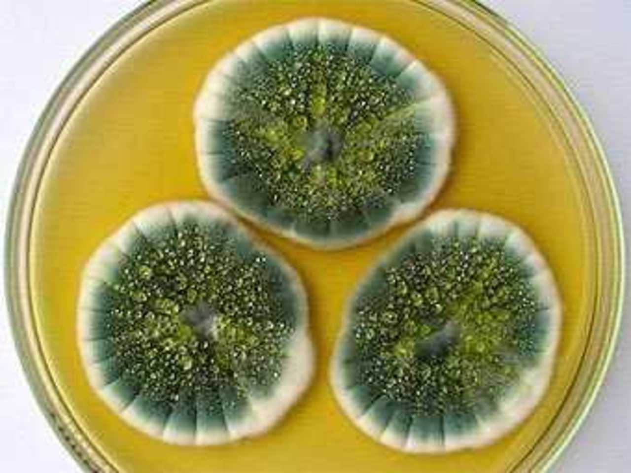 Колонии плесневого грибка Penicillium chrysogenum на чашке Петри. Фото с сайта sci.muni.cz