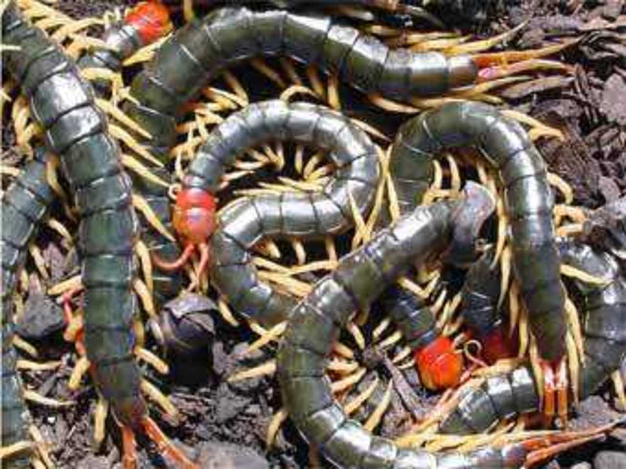 Многоножки. Фото с сайта biology.unm.edu