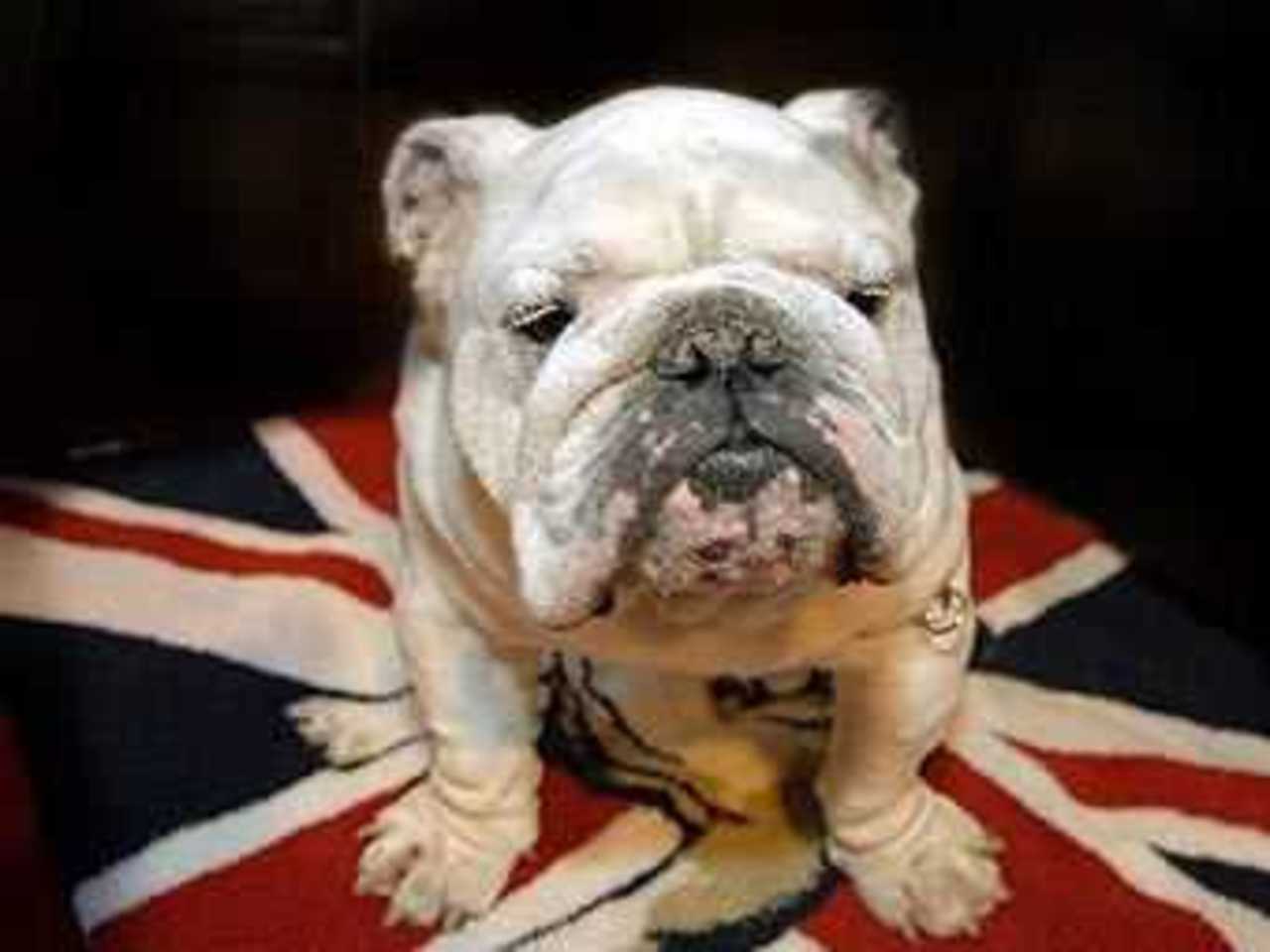 Английский бульдог. Фото с сайта The Kennel Club