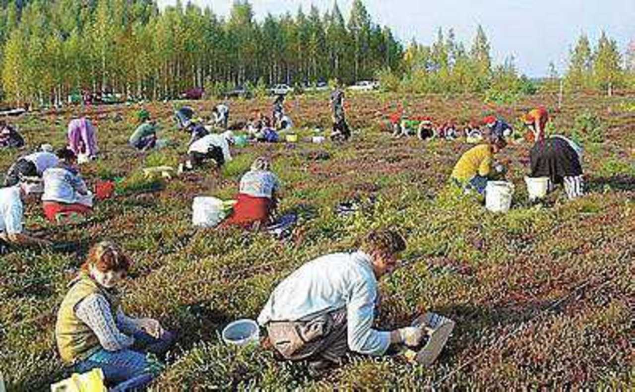 В сезон сбора ягод ежедневно на болота приходят по 20- 30 человек.