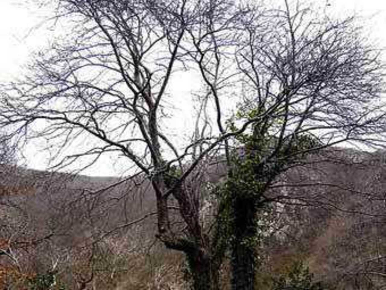 Дерево Sorbus No Parking. Фото с сайта The Daily Mail