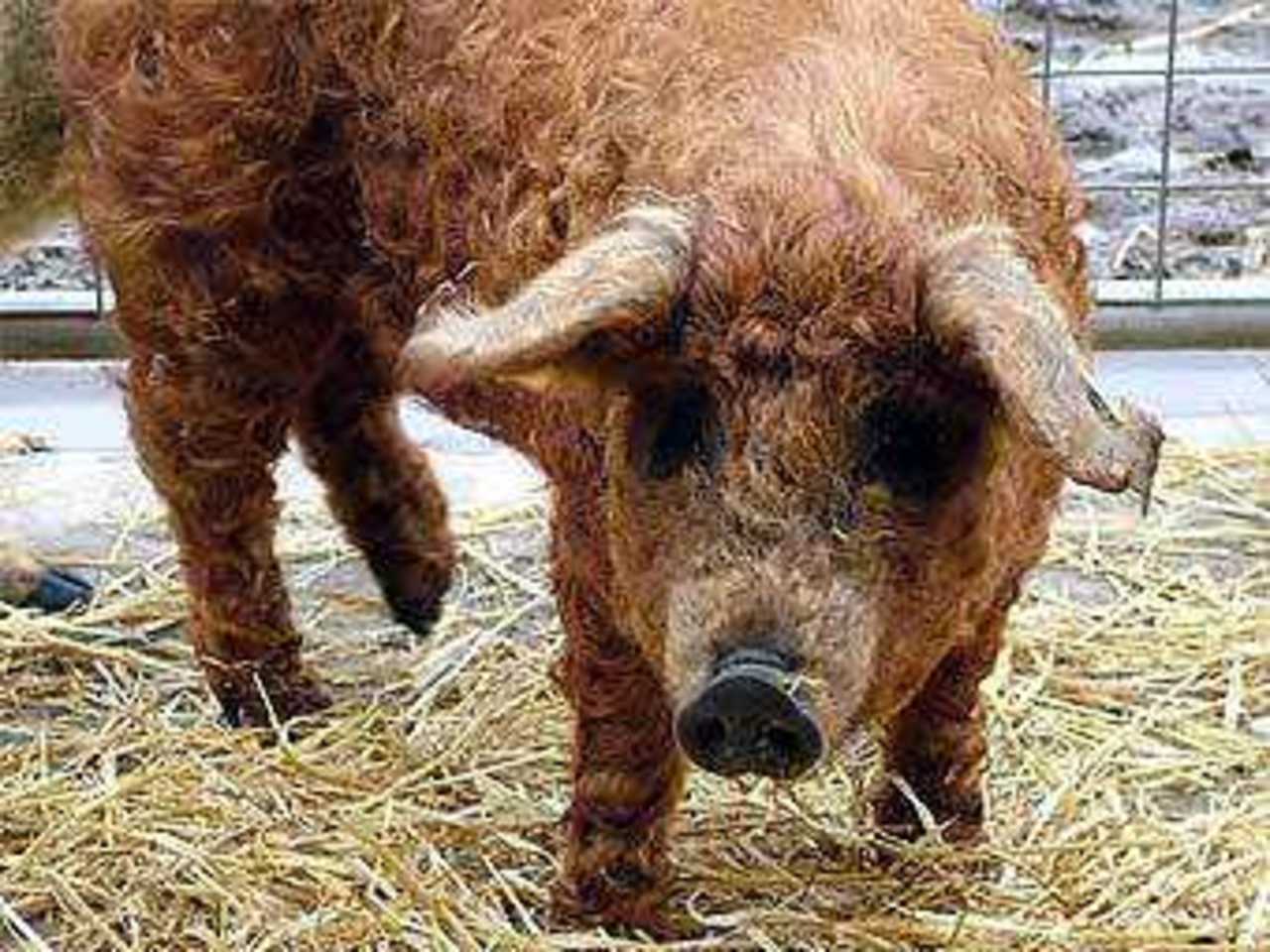 Кудрявая свинья. Фото с сайта pigparadise.com