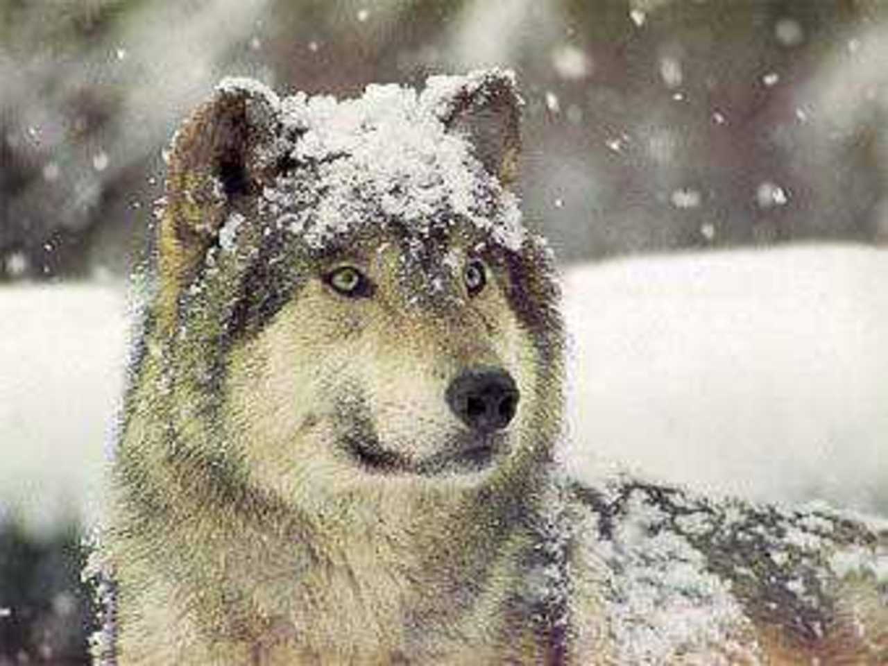 Фото с сайта www.lenta.ru