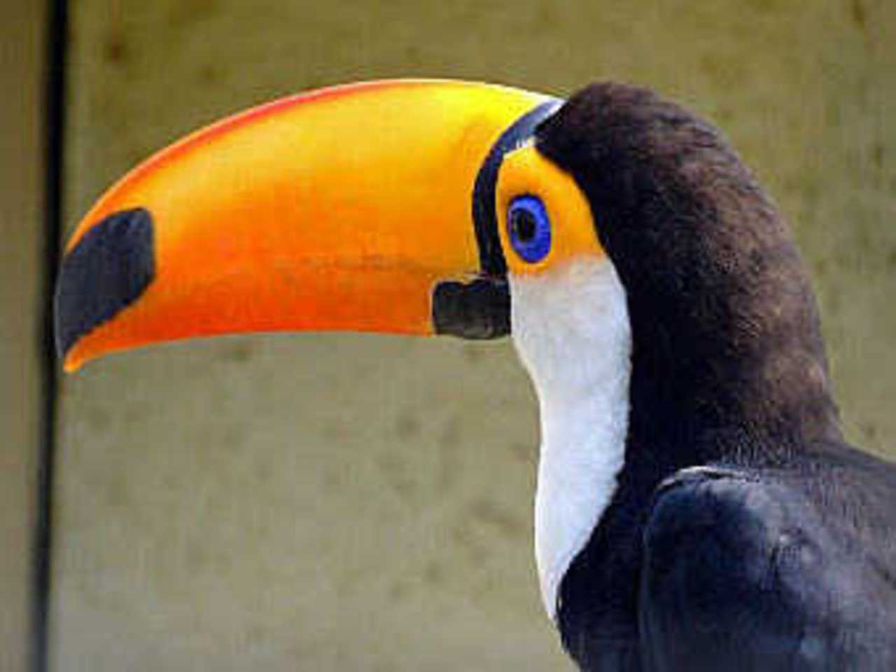 Тукан Ramphastos toco. Фото пользователя Simm с сайта wikipedia.org
