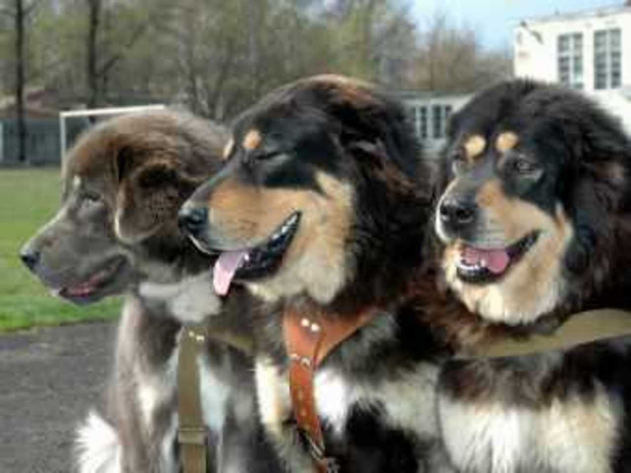 Тибетские мастифы. Фото с сайта breederretriever.com