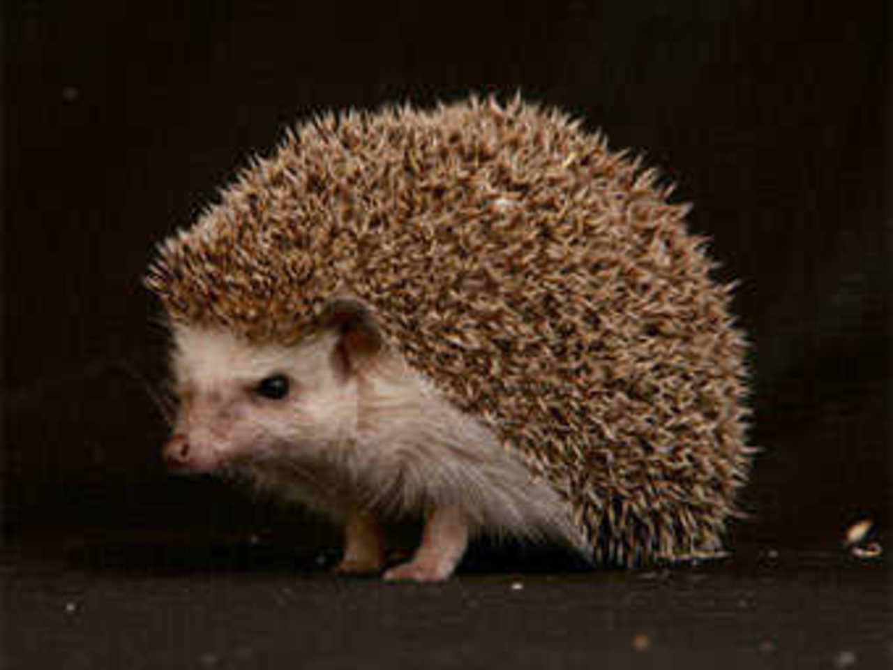 Фото с сайта awf.org