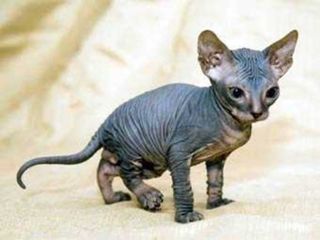 Котенок породы сфинкс. Фото с сайта sphynxcats.eu