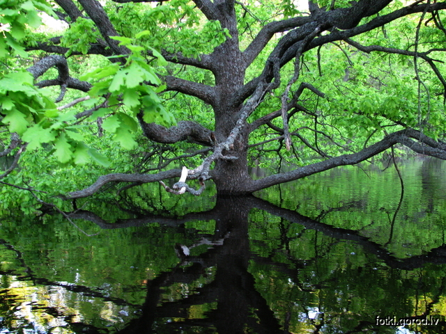 Дерево в воде