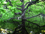 Дерево в воде