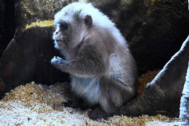 В Латгальском зоопарке
