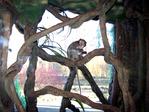 Латгальский зоопарк, макак Бенедикт