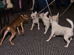Выставка собак, Олимпийский.